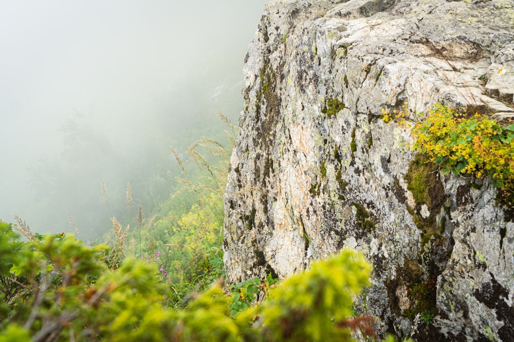 a rocky cliff with green plants growing on it