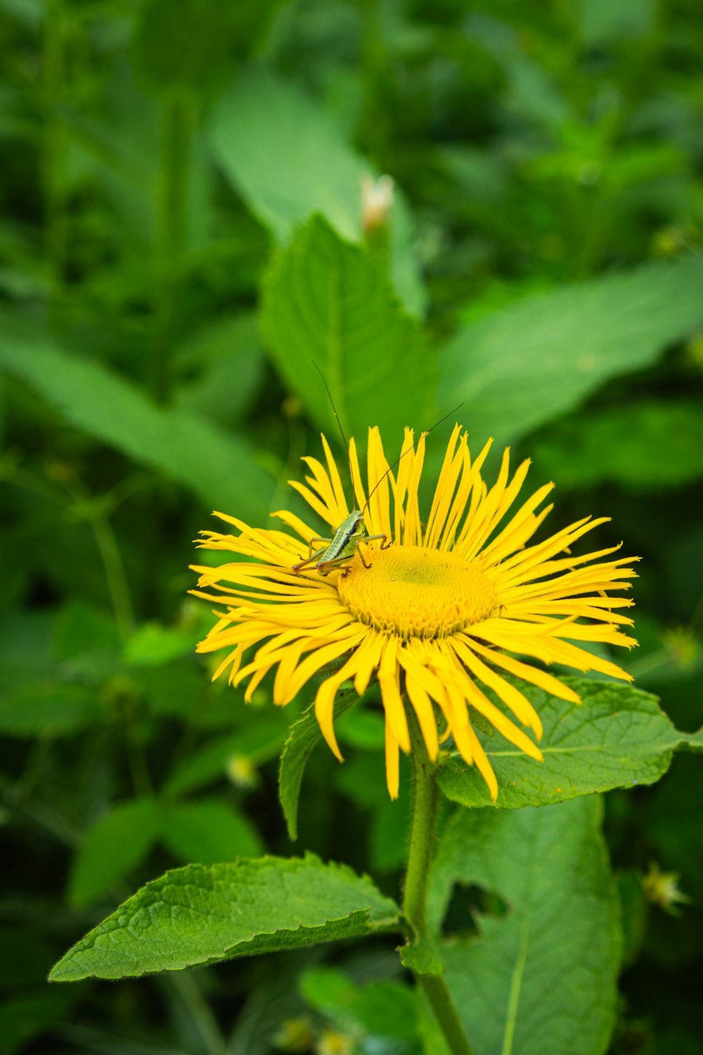 a yellow flower with a bug on it