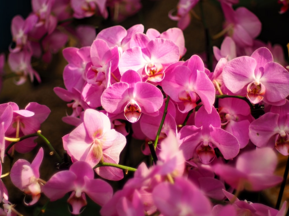 a close up of a bunch of pink flowers