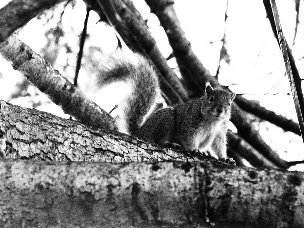 a squirrel sitting on top of a tree branch