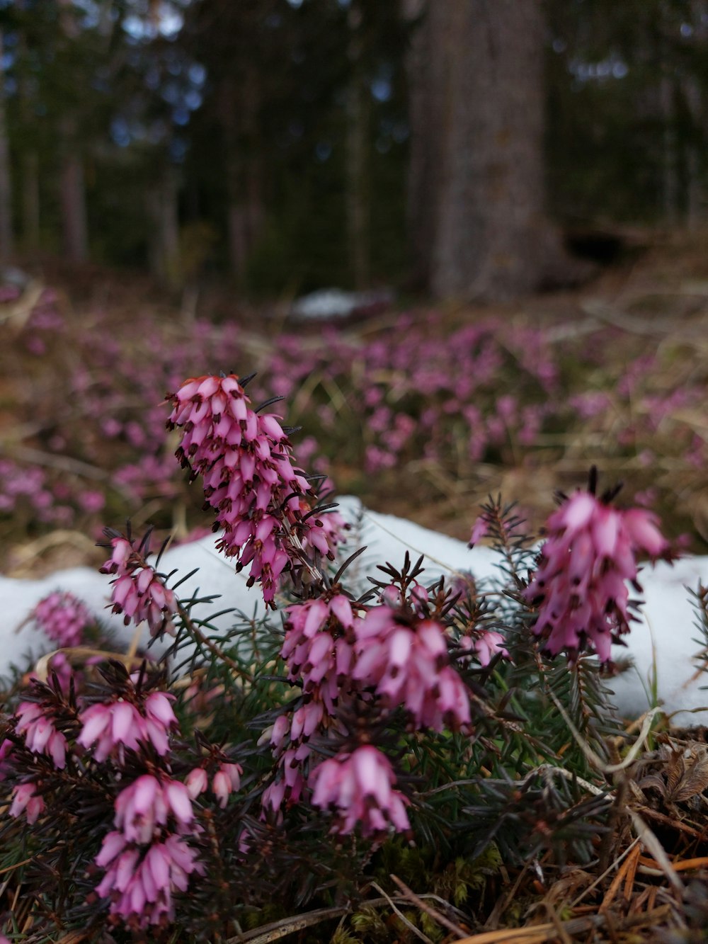 a bunch of flowers that are in the dirt