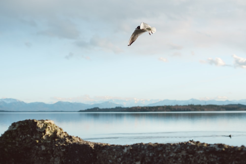 a seagull flying over a large body of water