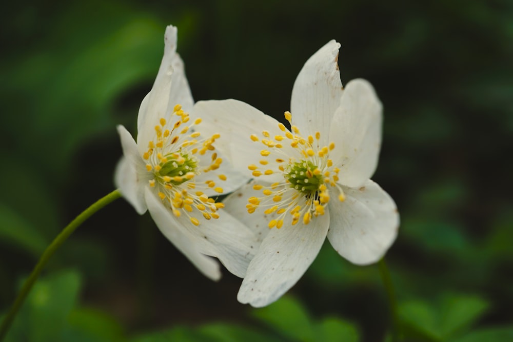 two white flowers with yellow stamens on them