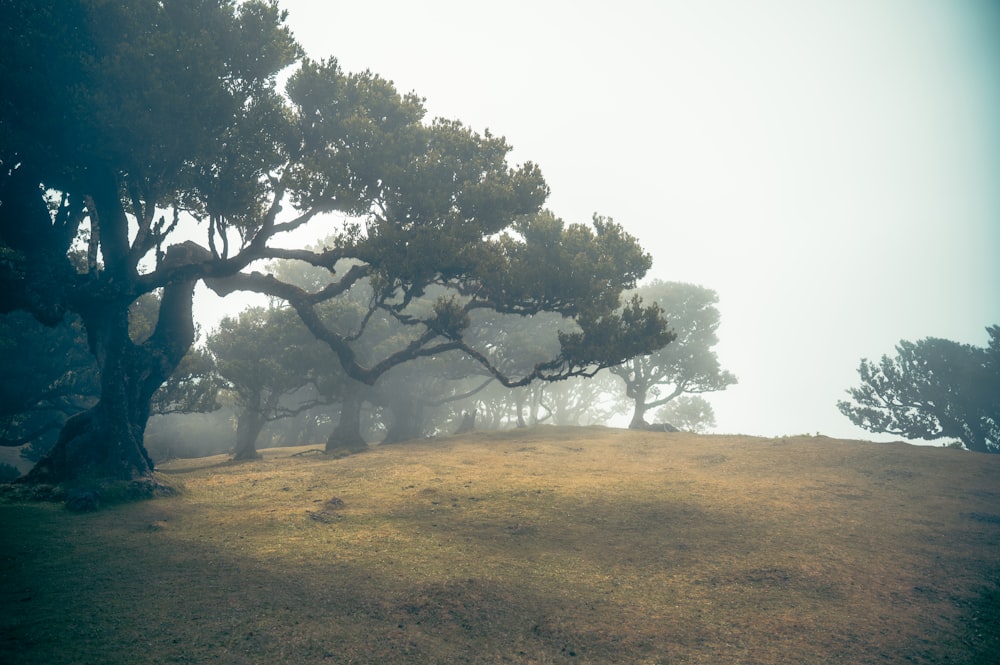 a grassy field with trees on a foggy day