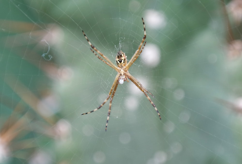 a close up of a spider on a web