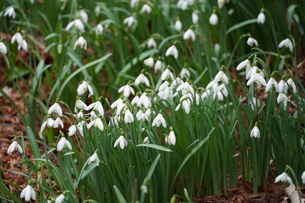 a bunch of snowdrops that are growing in the grass