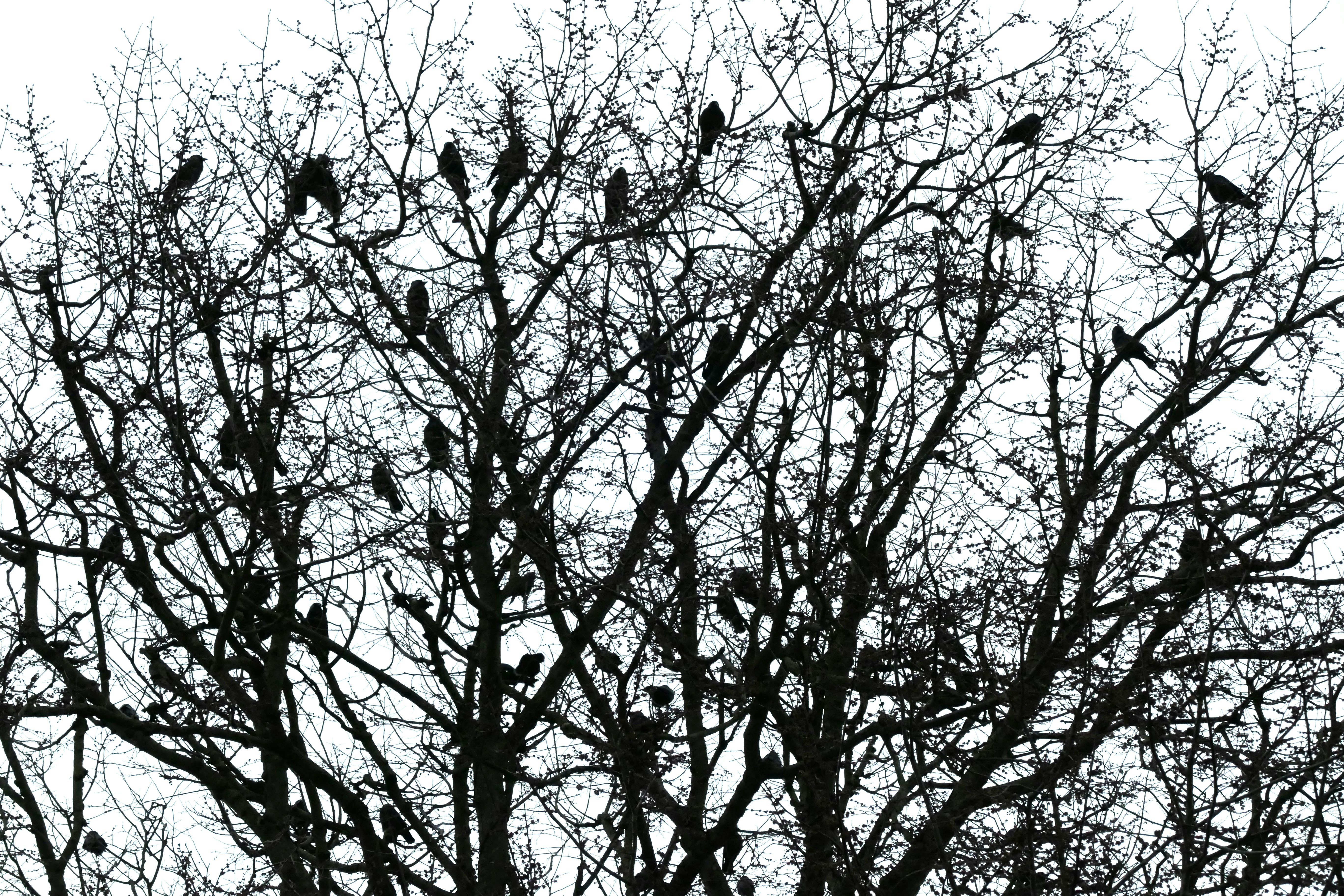 Statement „Krähen“...