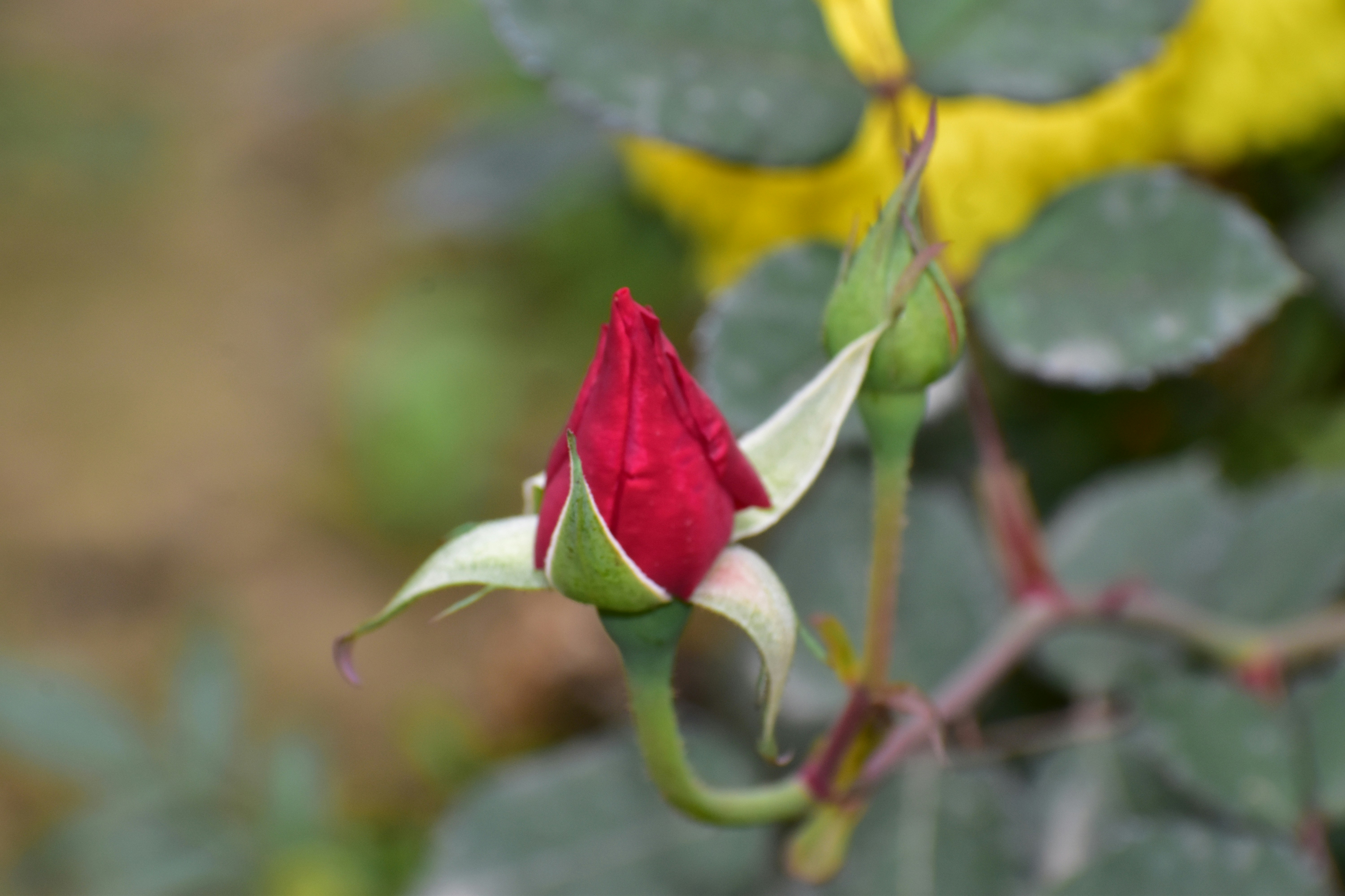 Photo by priyankabrokenheart90