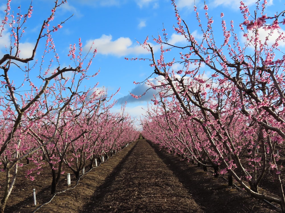 a row of trees with pink flowers on them