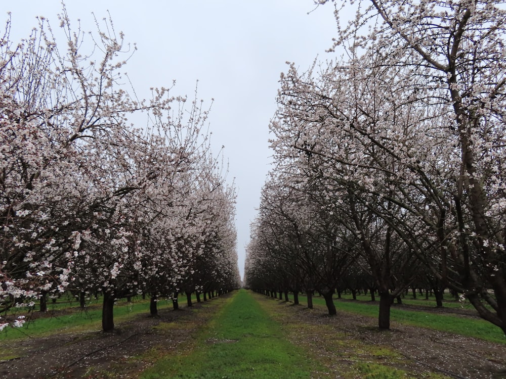 a row of trees with white flowers on them