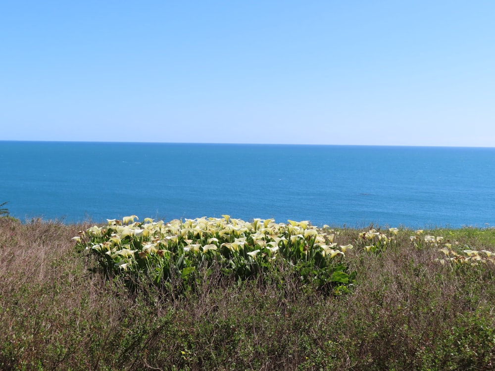 a field of flowers next to a body of water