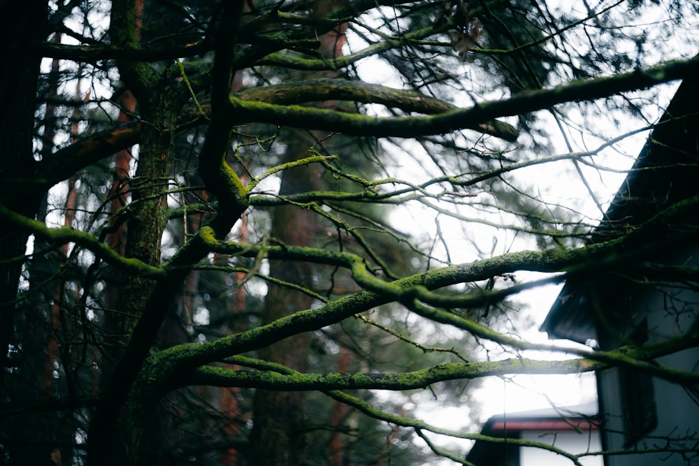 a tree with green moss growing on it