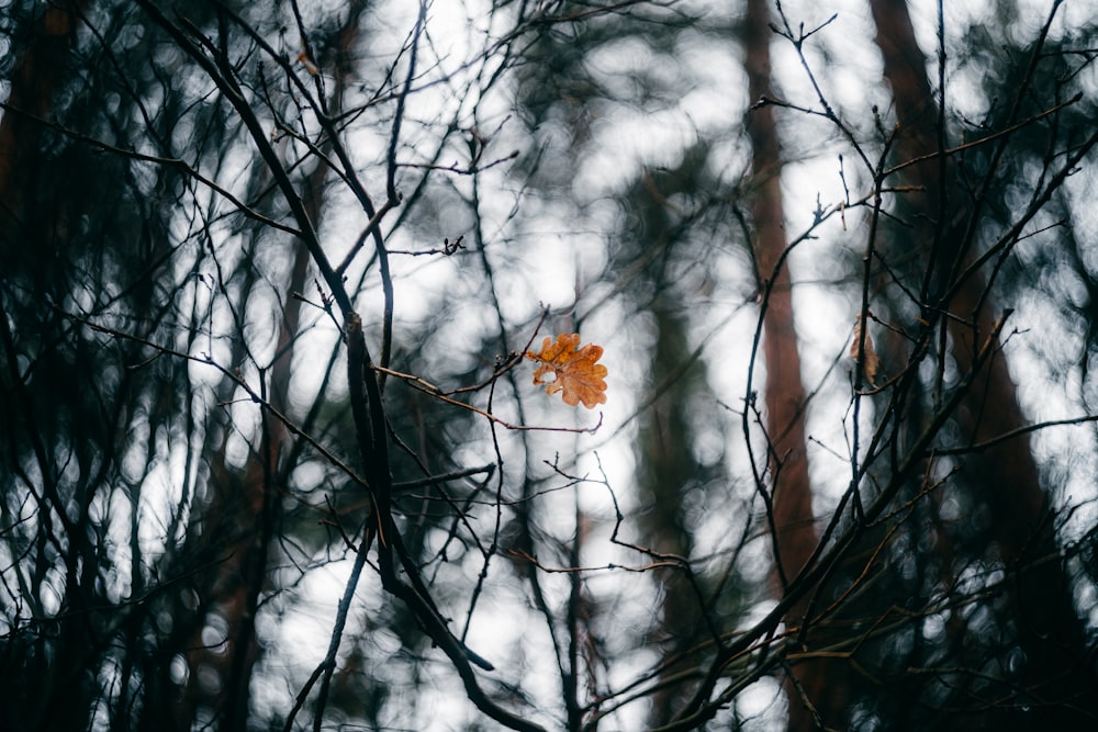 ein einzelnes Blatt auf einem Ast in einem Wald
