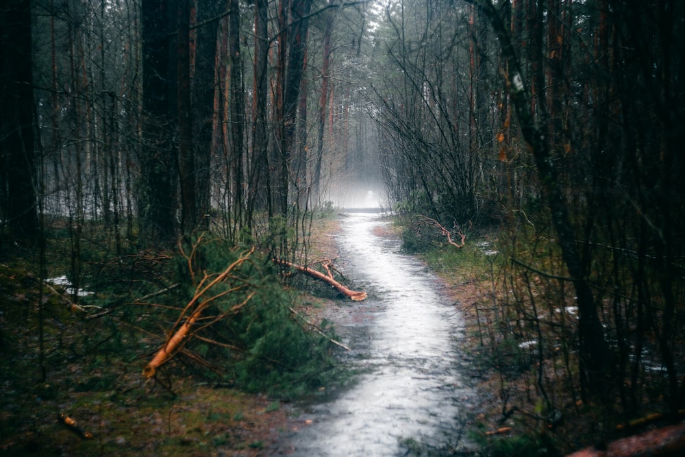 un chemin au milieu d’une forêt sous la pluie