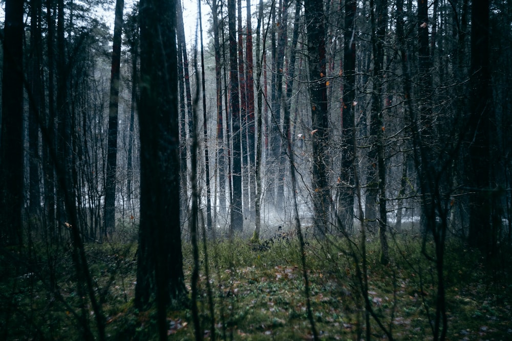 a forest filled with lots of tall trees