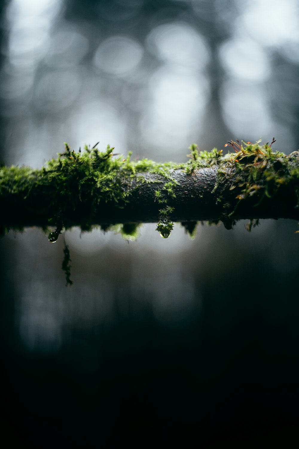 Moos, das auf einem Ast in einem Wald wächst