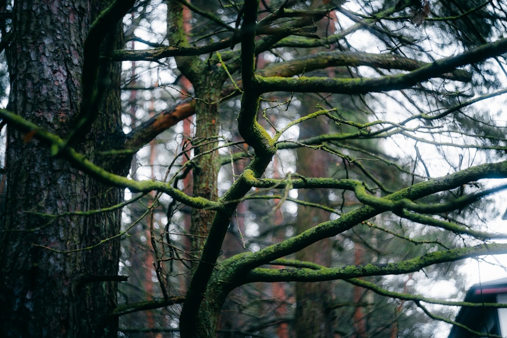 un arbre avec de la mousse verte qui pousse dessus