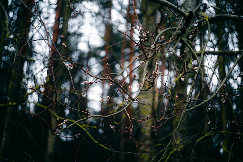 the branches of a tree in a forest