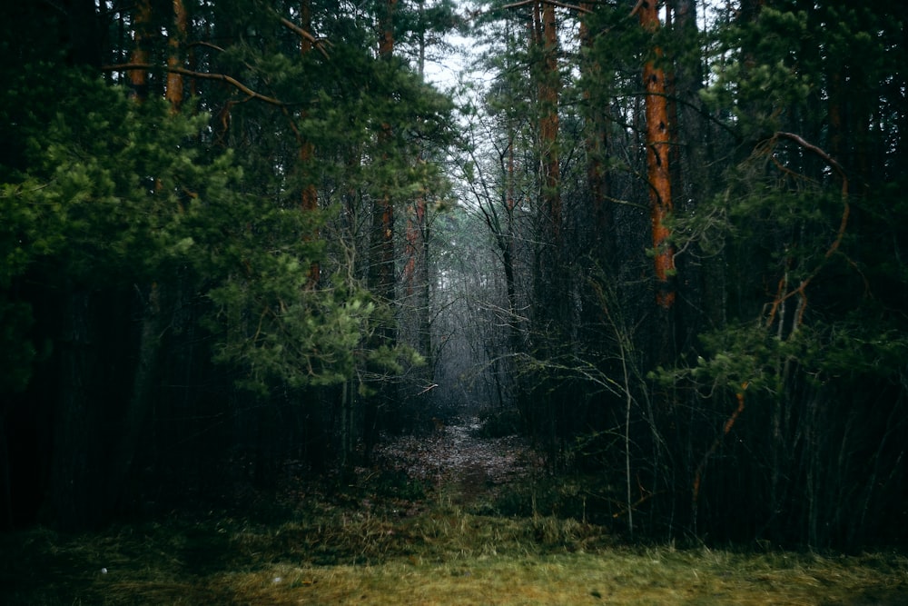 Un camino en medio de un bosque con muchos árboles