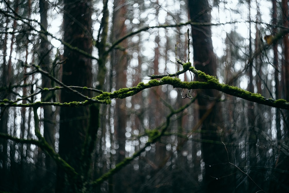 a moss covered branch in the middle of a forest