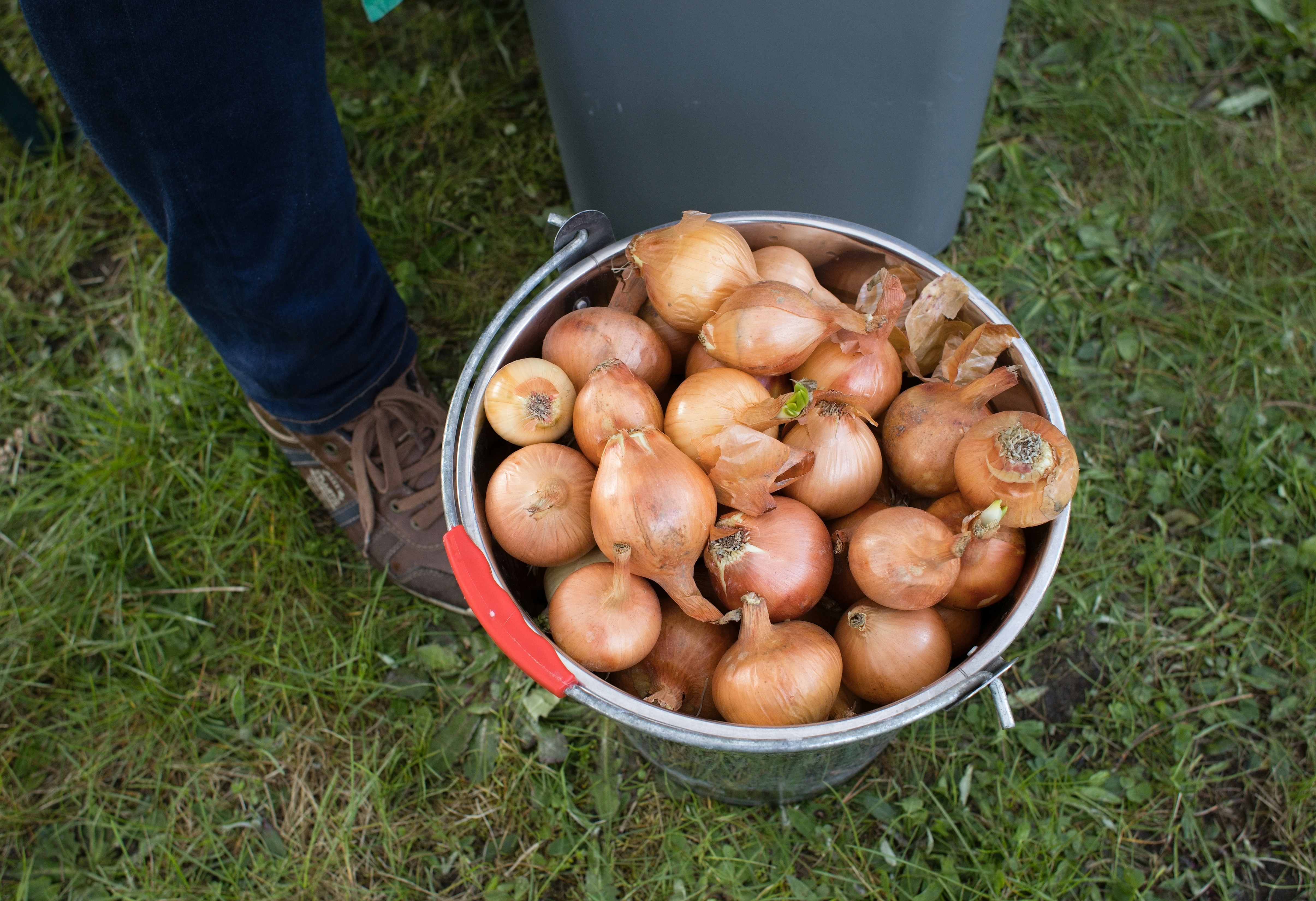 a person holding a bucket full of onions