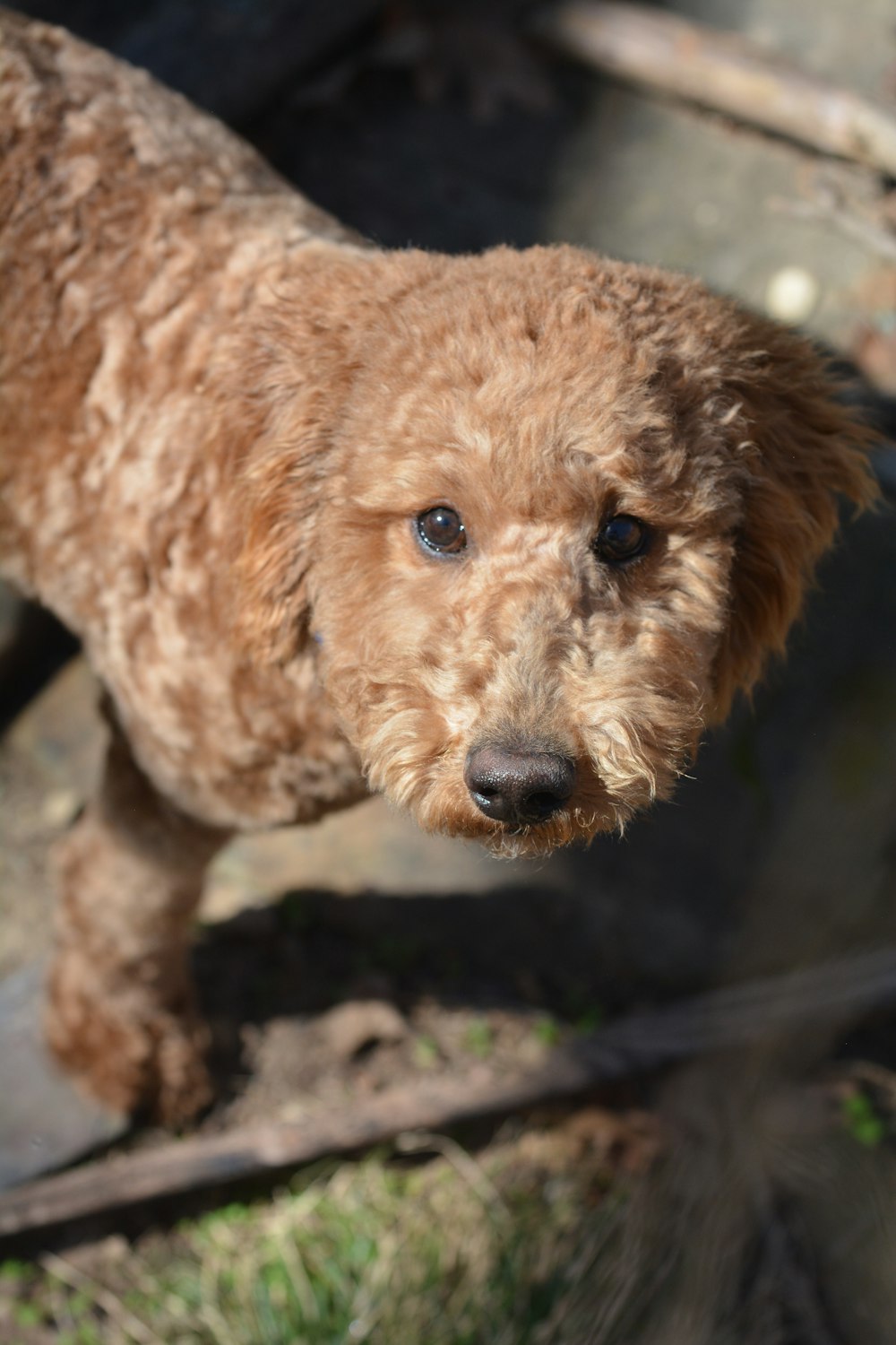 a small brown dog standing on top of a grass covered field