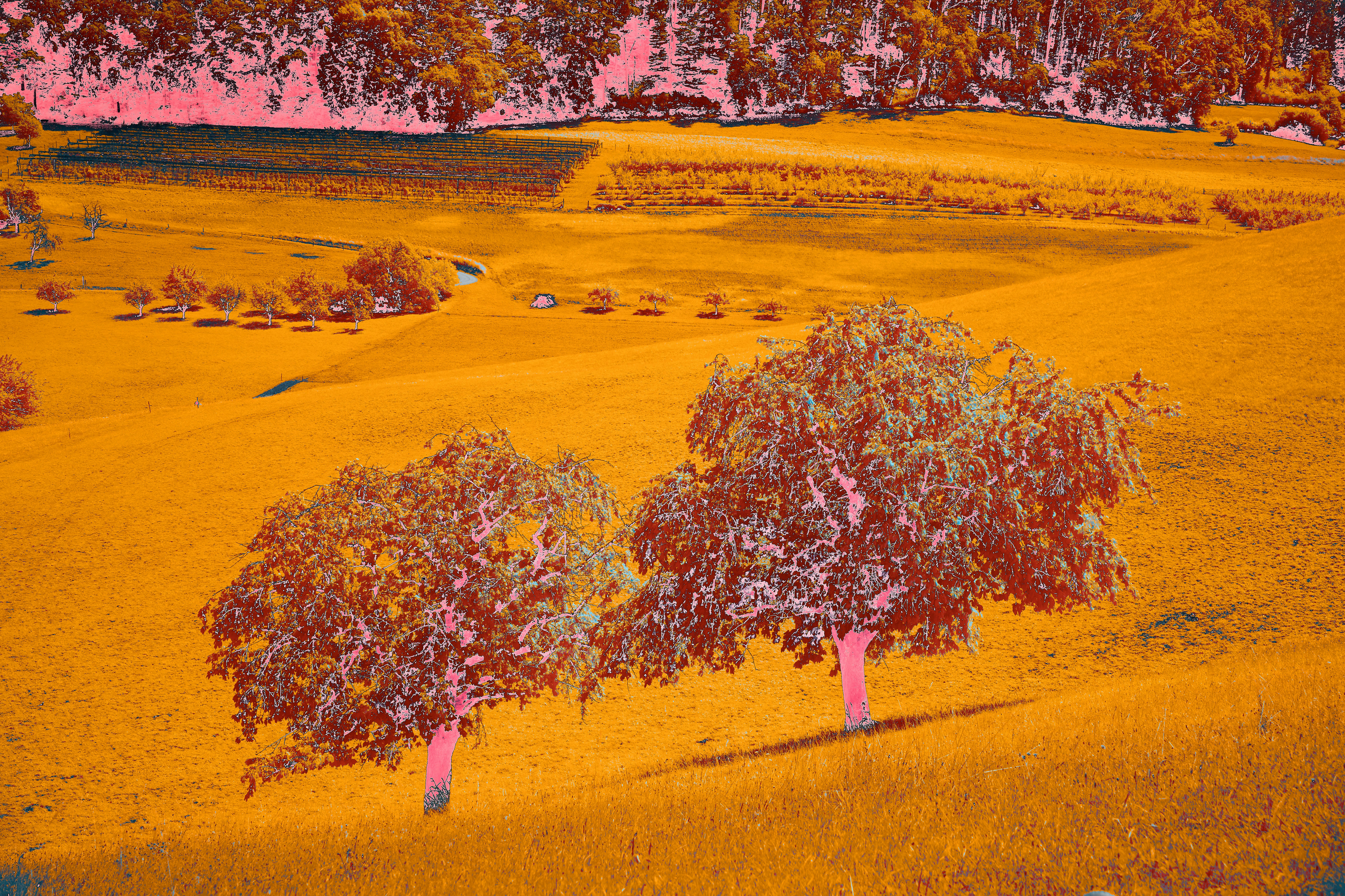 Photo by wolfgang_hasselmann