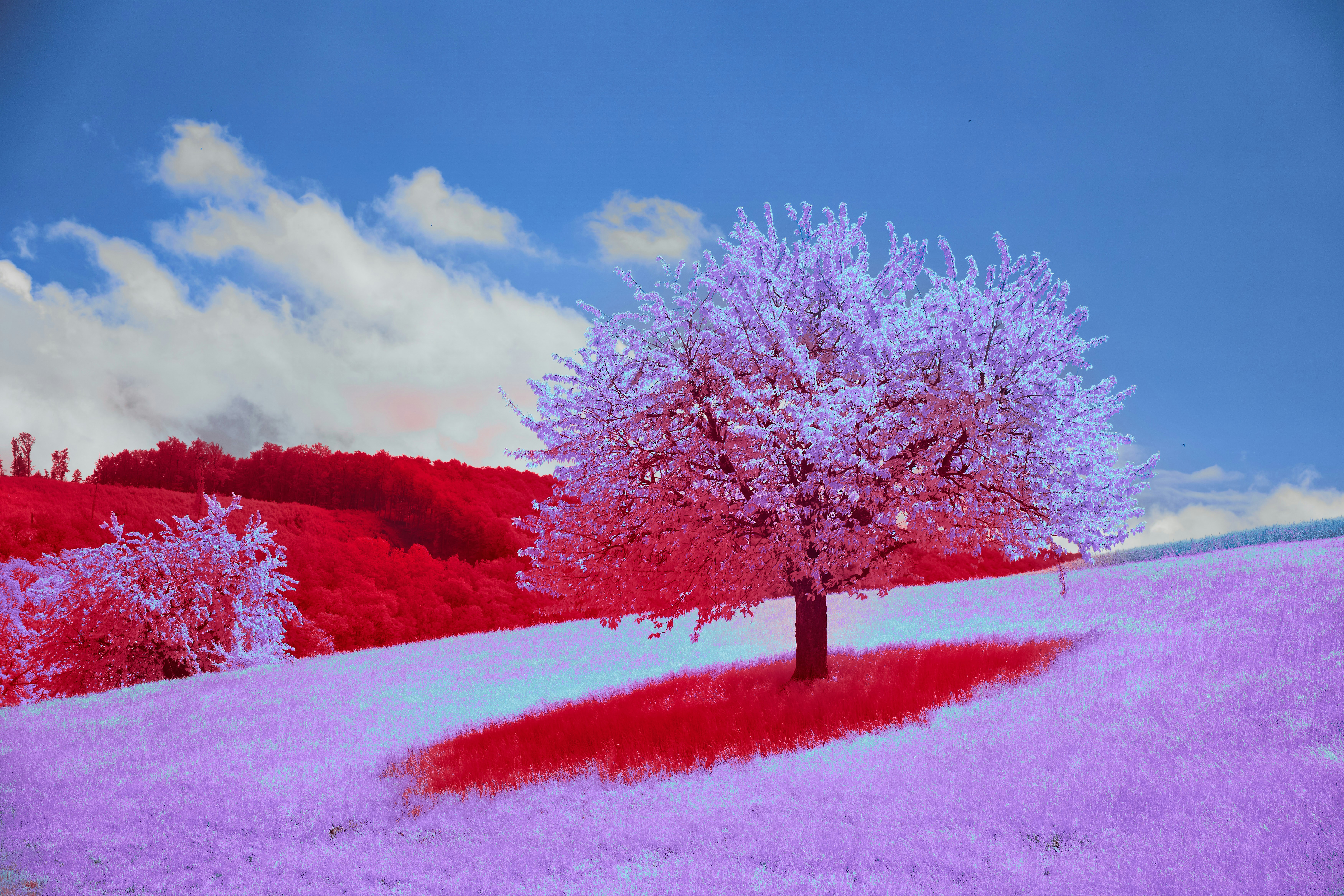 a tree in the middle of a purple field