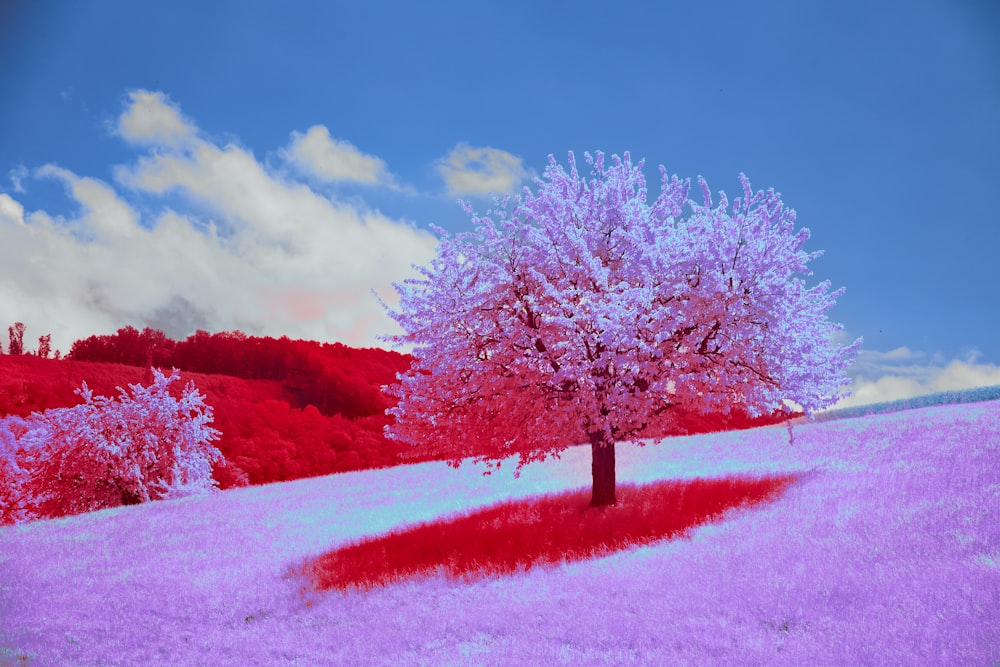 a tree in the middle of a purple field