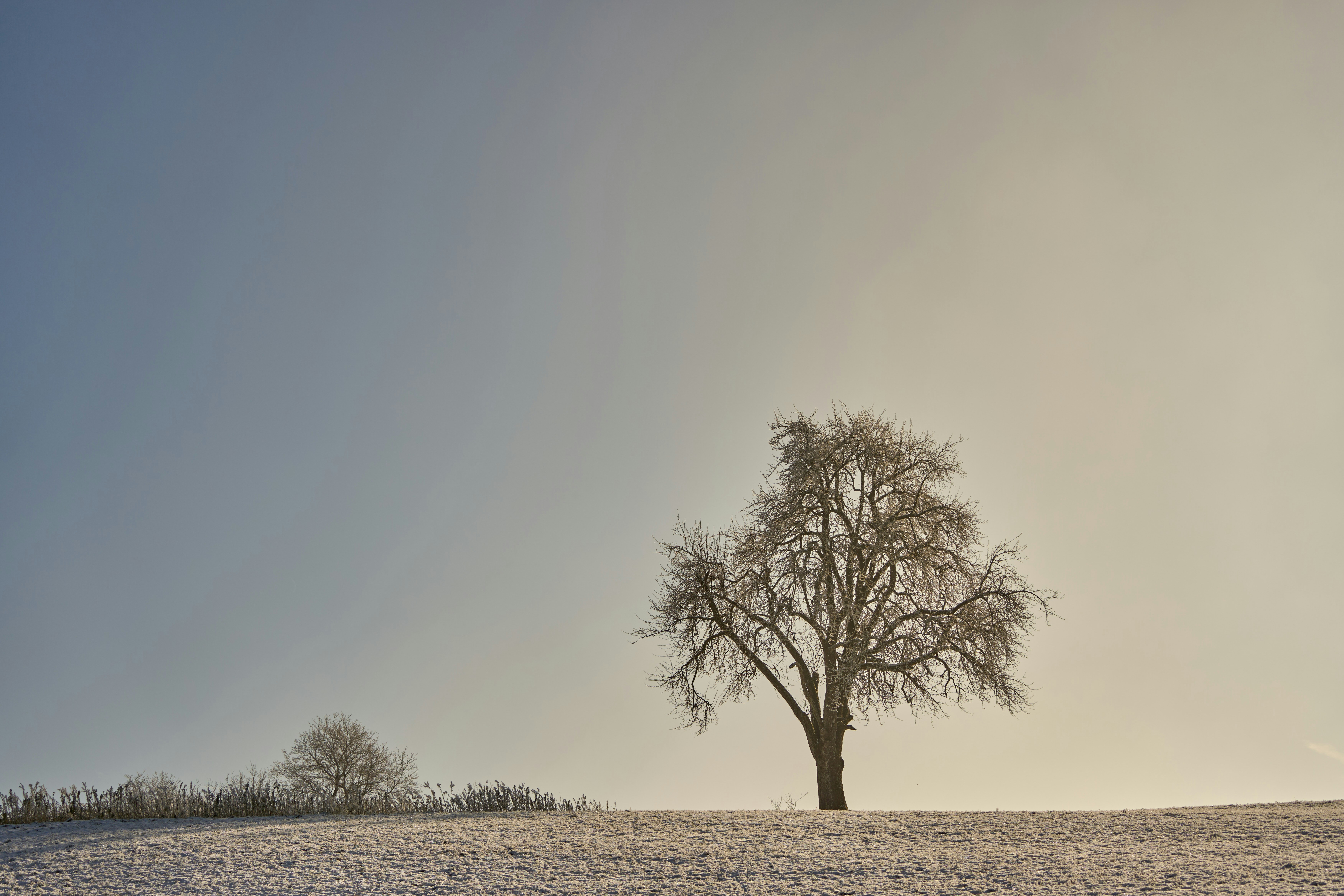 Photo by wolfgang_hasselmann