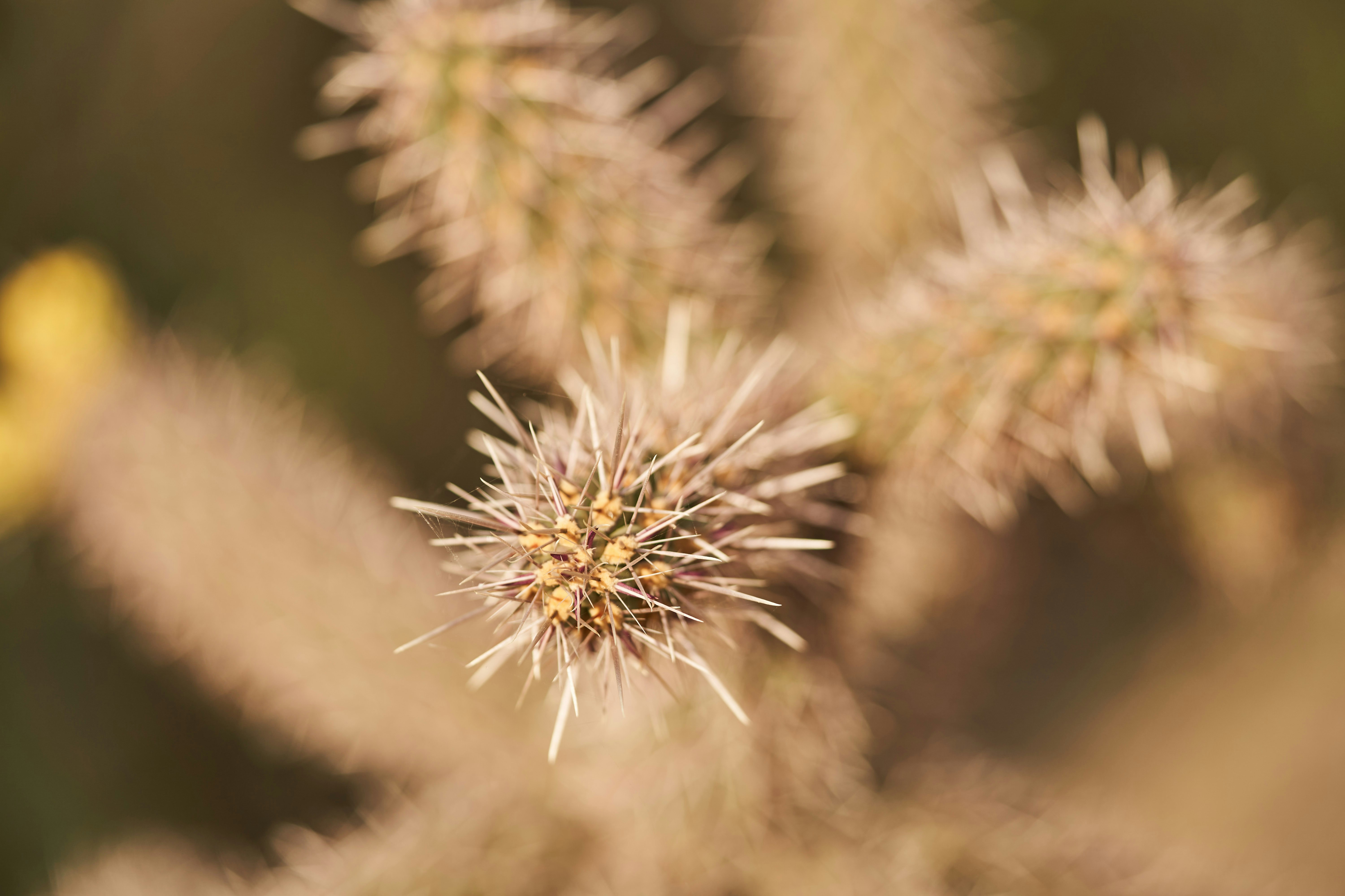 Photo by wolfgang_hasselmann