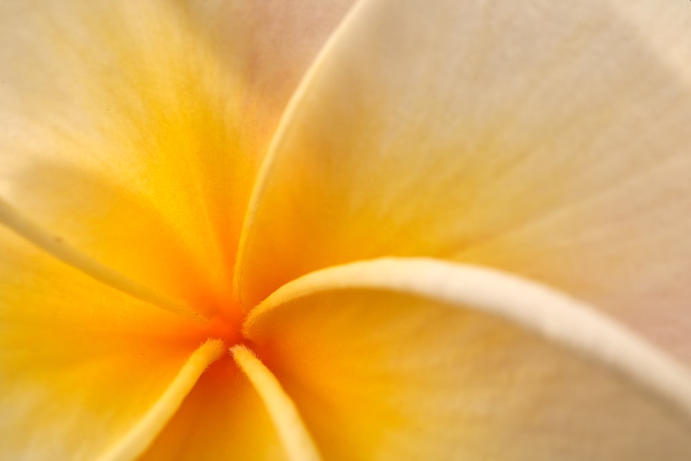 a close up view of a yellow and white flower