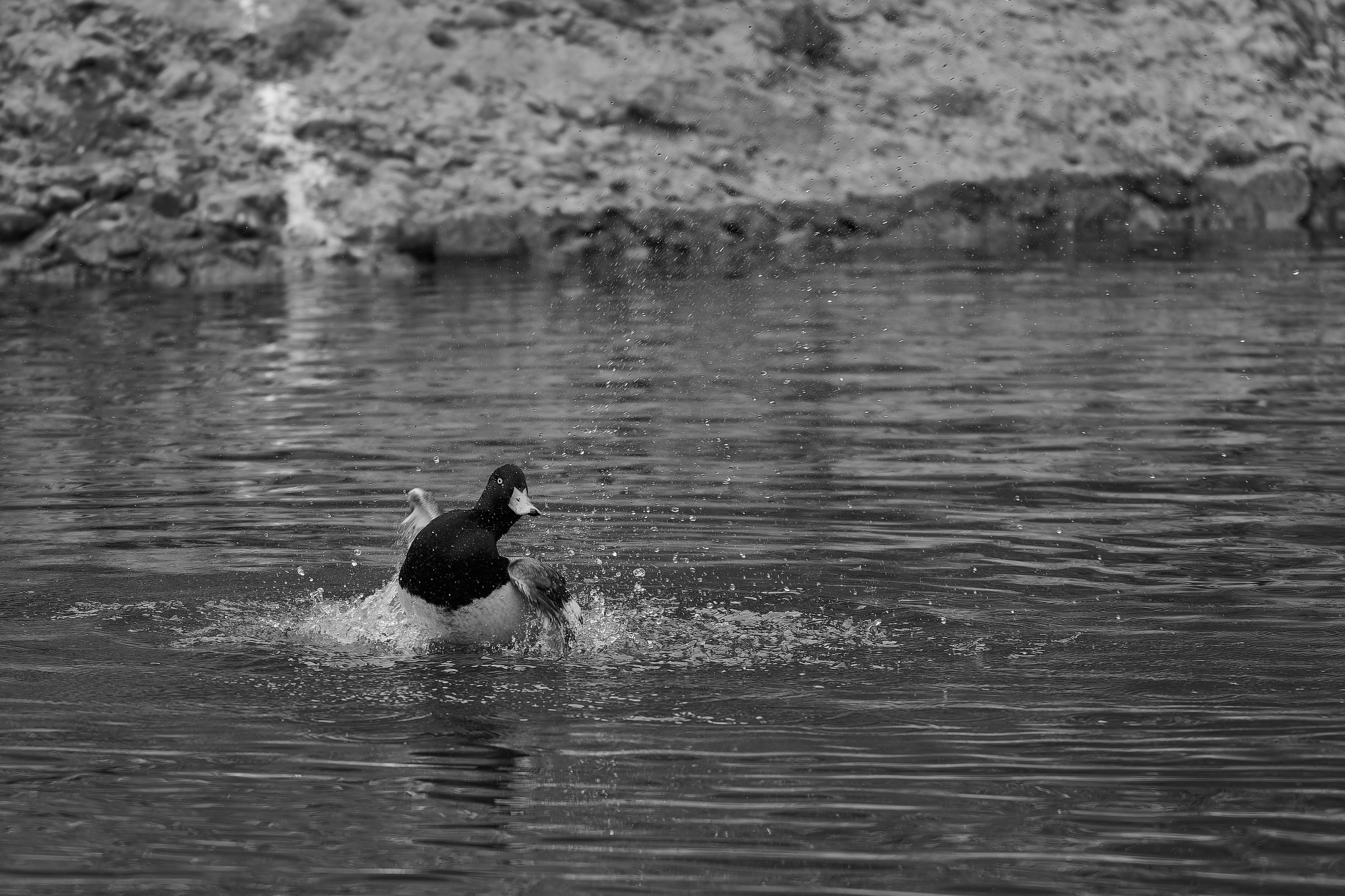 Photo by stefanschwinghammer