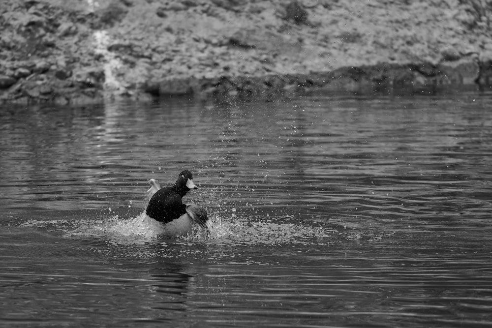 uma foto em preto e branco de um pato na água