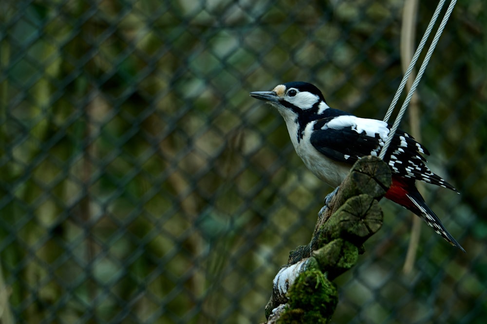 um pássaro preto e branco empoleirado em um galho