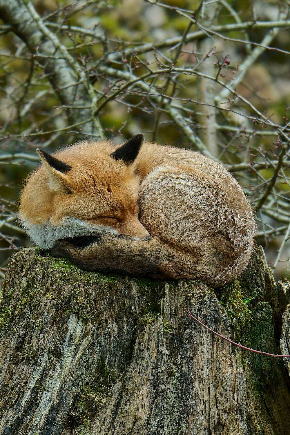 uma raposa vermelha dormindo em cima de um toco de árvore