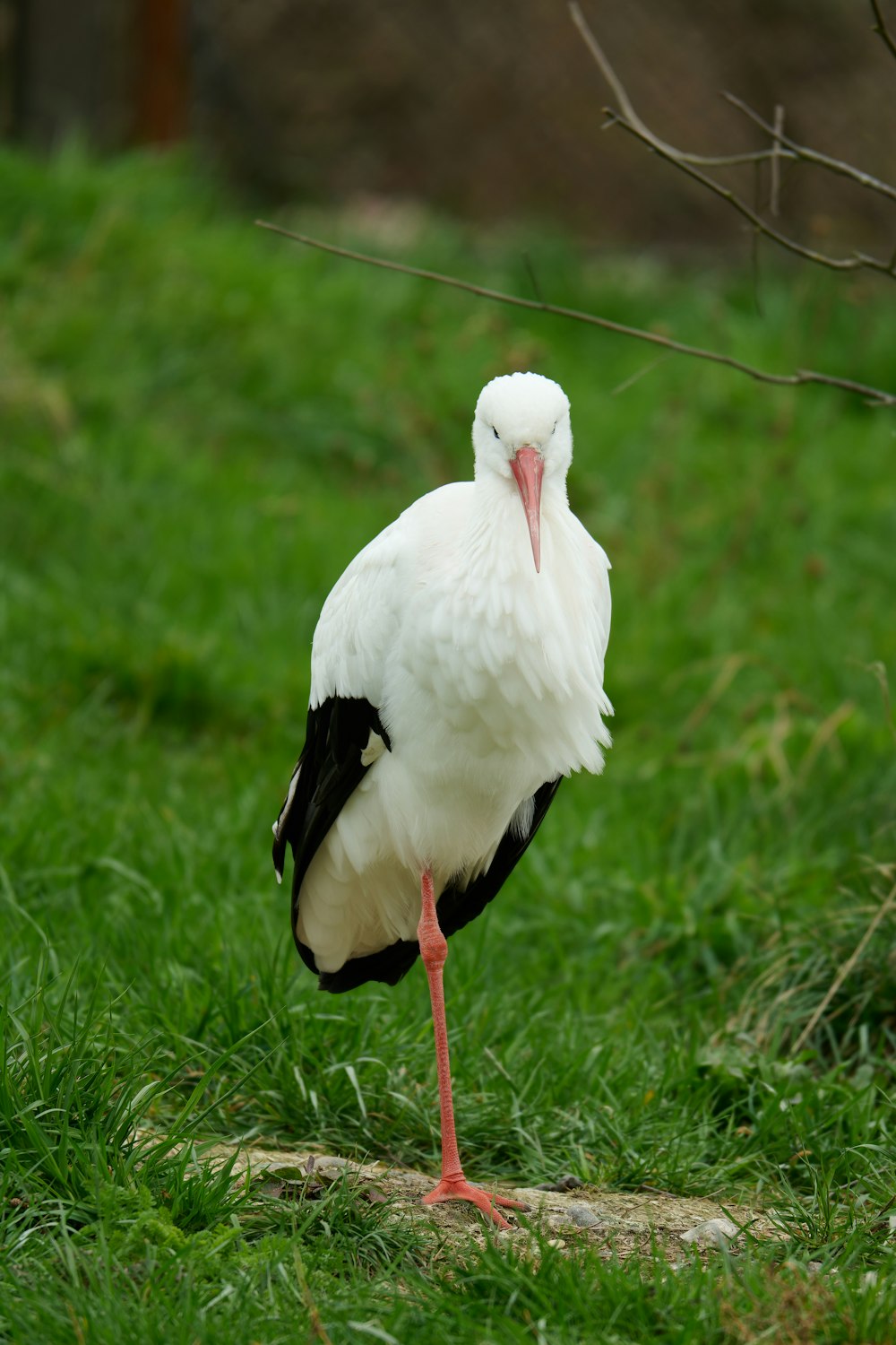 a white and black bird standing in the grass