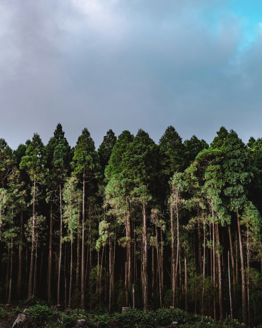 a row of tall trees in a forest