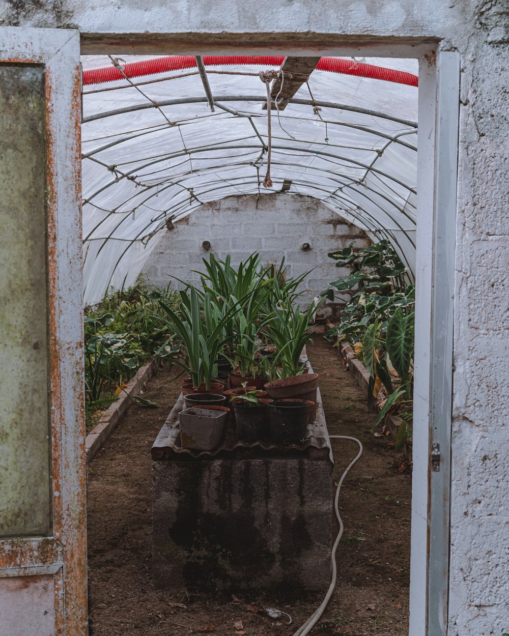 a greenhouse filled with lots of potted plants