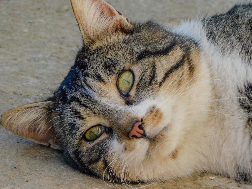 a close up of a cat laying on the ground