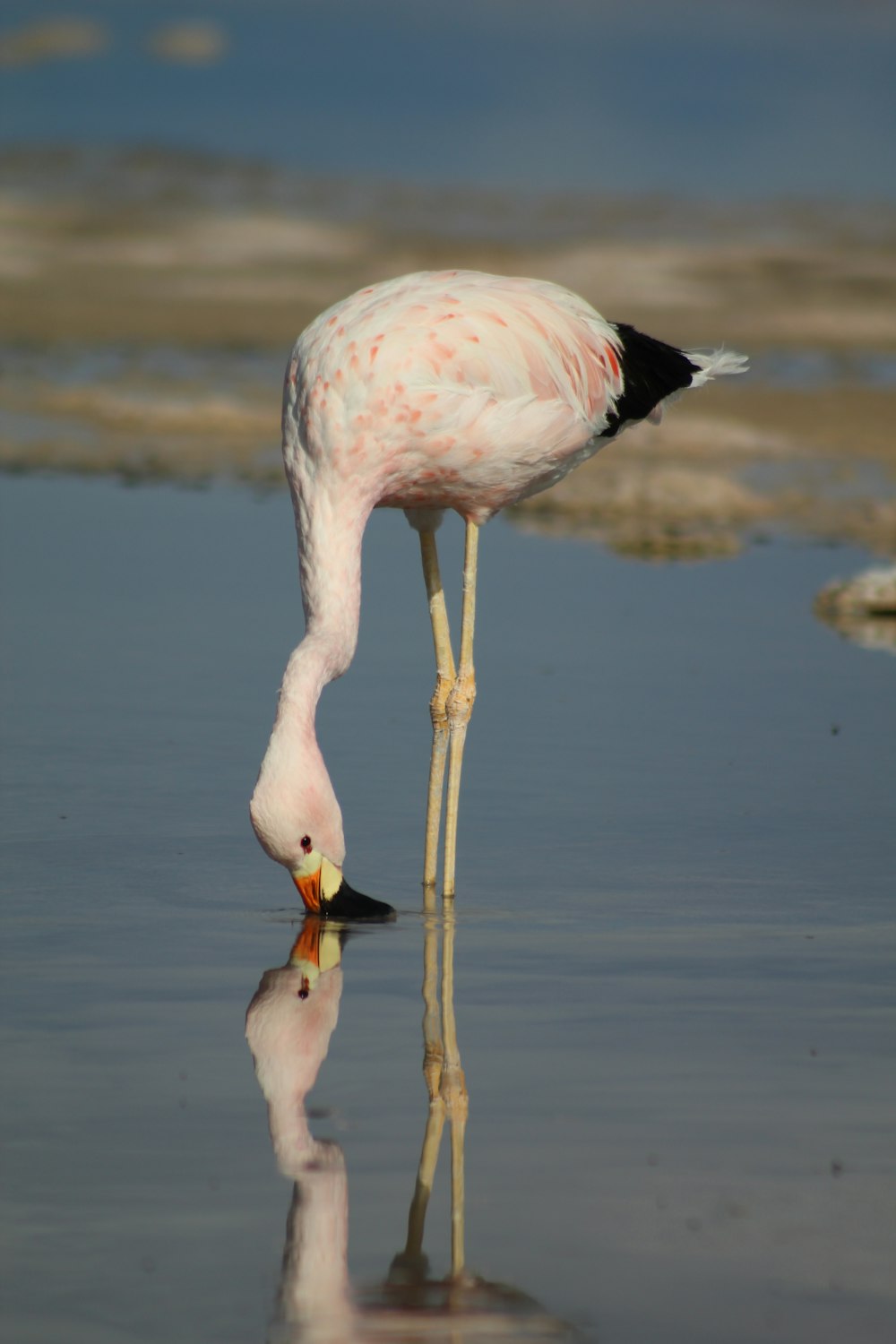 a pink flamingo standing on top of a beach next to a body of water