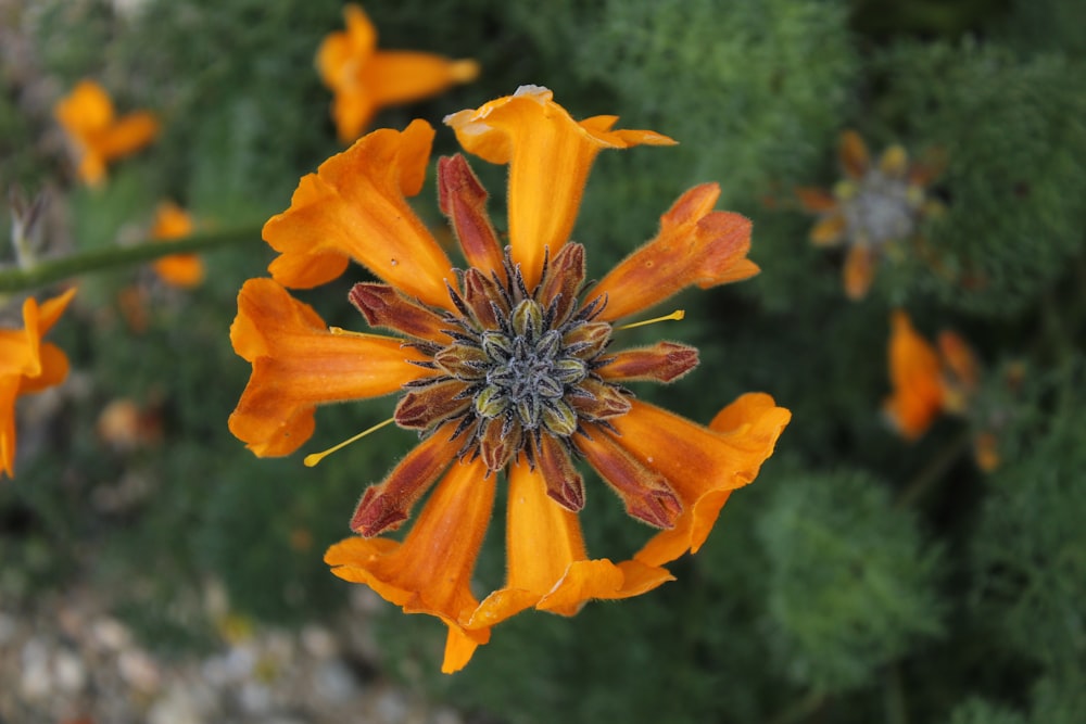 a close up of an orange flower in a field