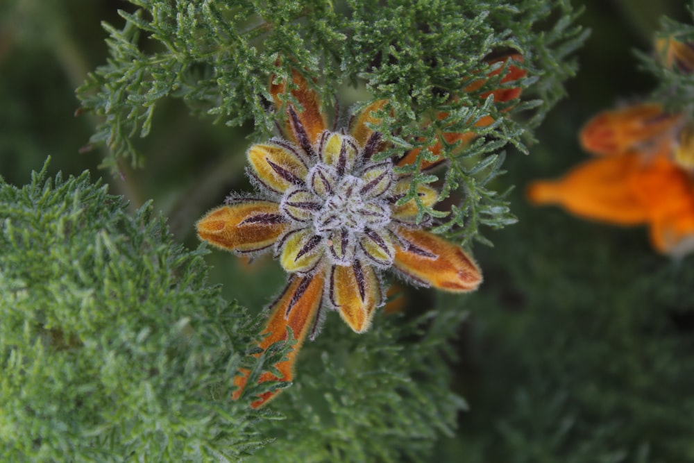 a close up of a flower on a plant