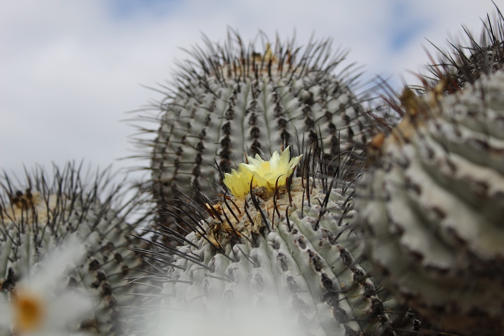 a close up of a cactus with a yellow flower