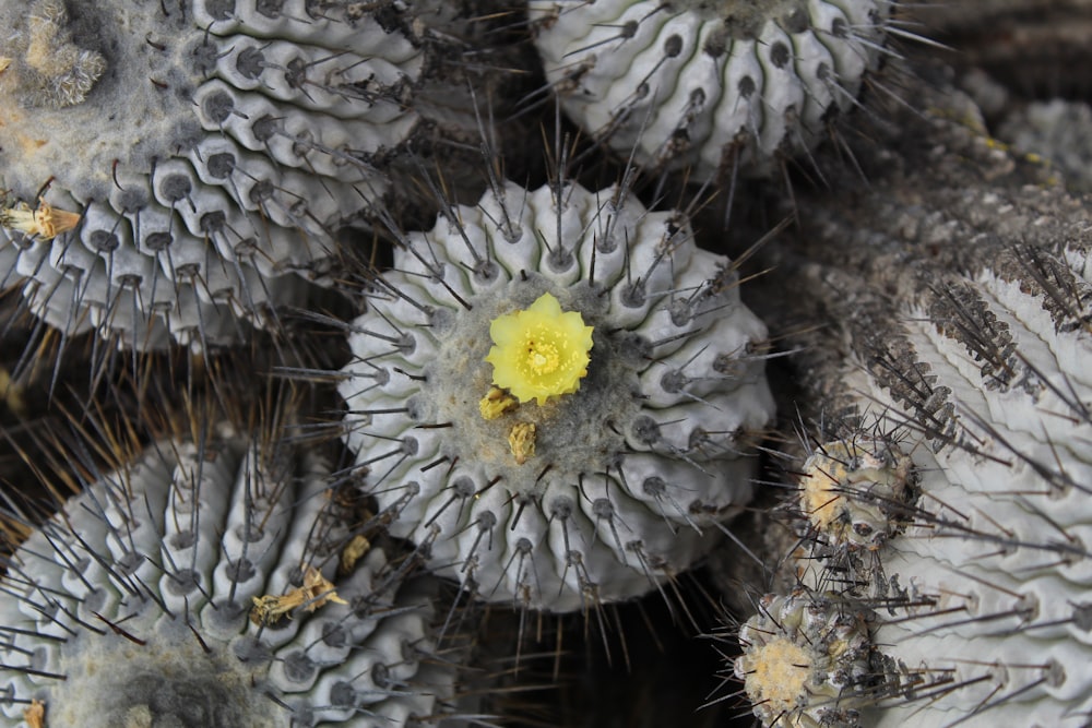 a close up of a cactus with a yellow flower