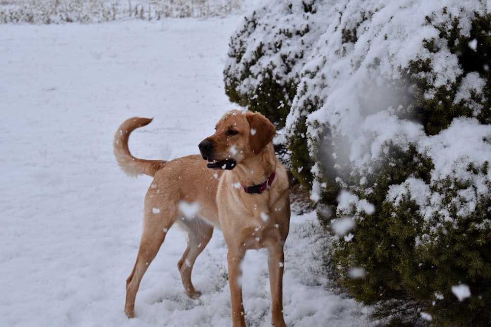 a dog standing in the snow next to a tree