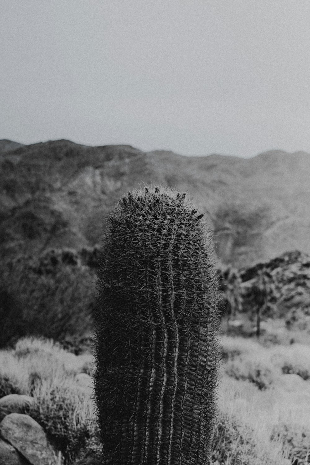 a black and white photo of a cactus in the desert