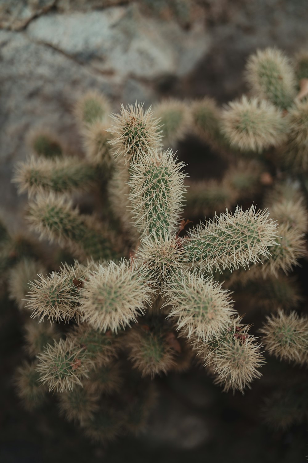 a close up of a small cactus plant