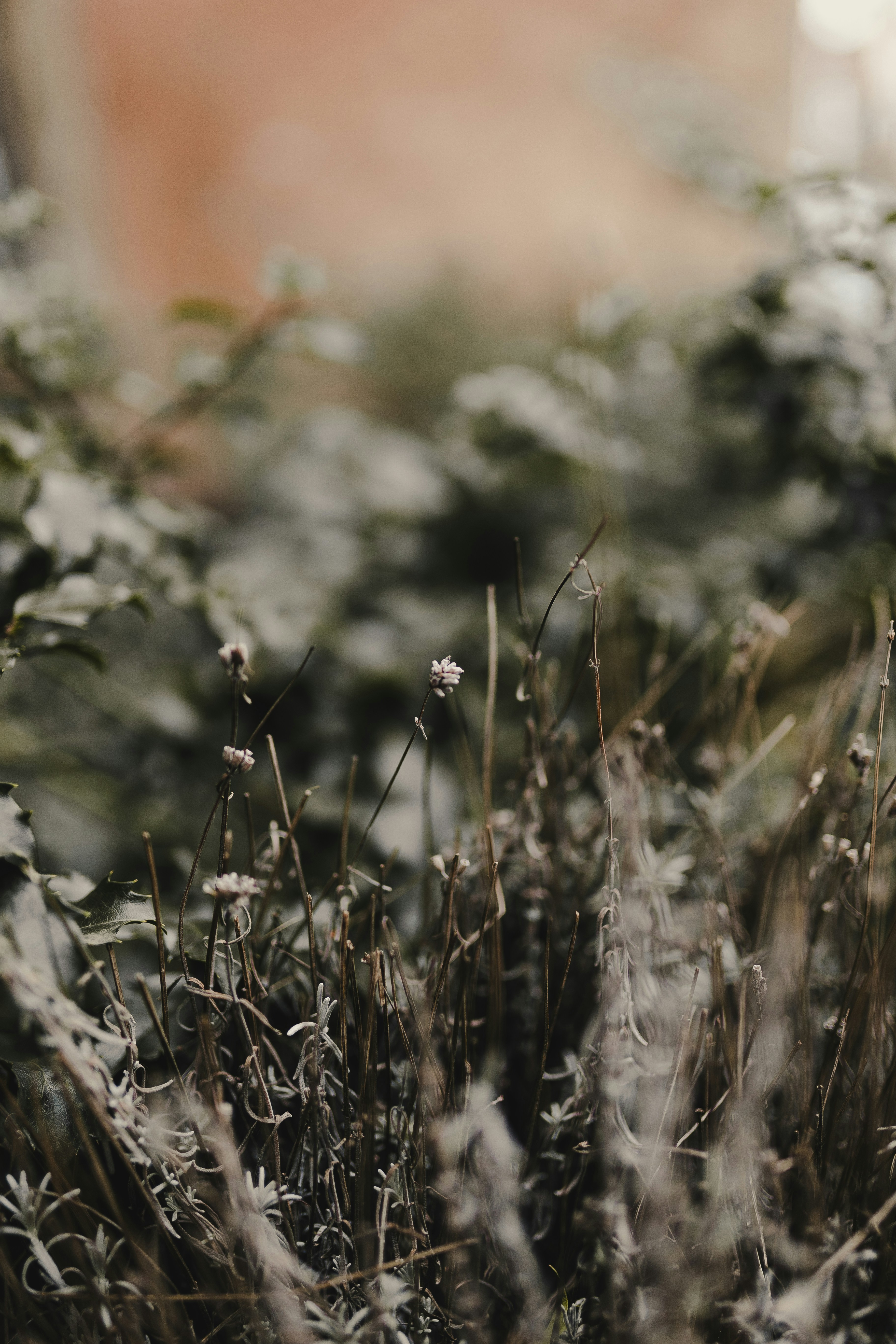 um monte de plantas que estão na grama