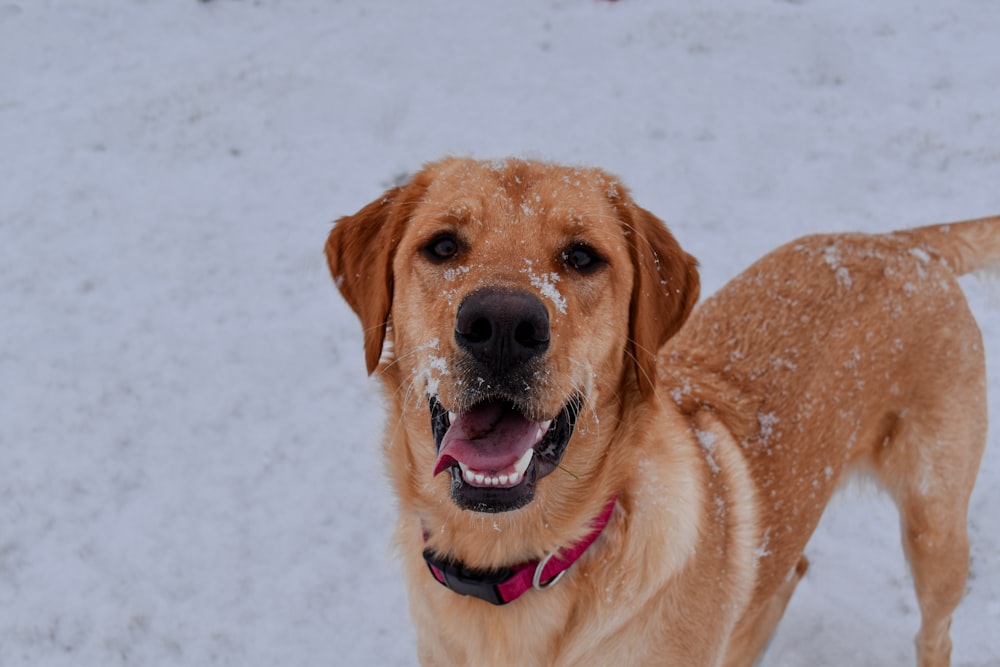 a large brown dog standing in the snow